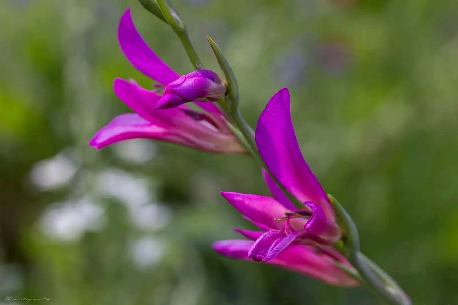 Gladiolus Illyricus