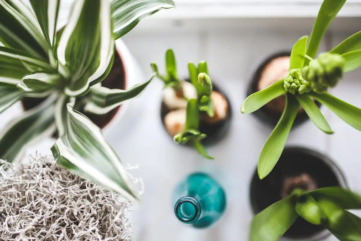 plantes faciles