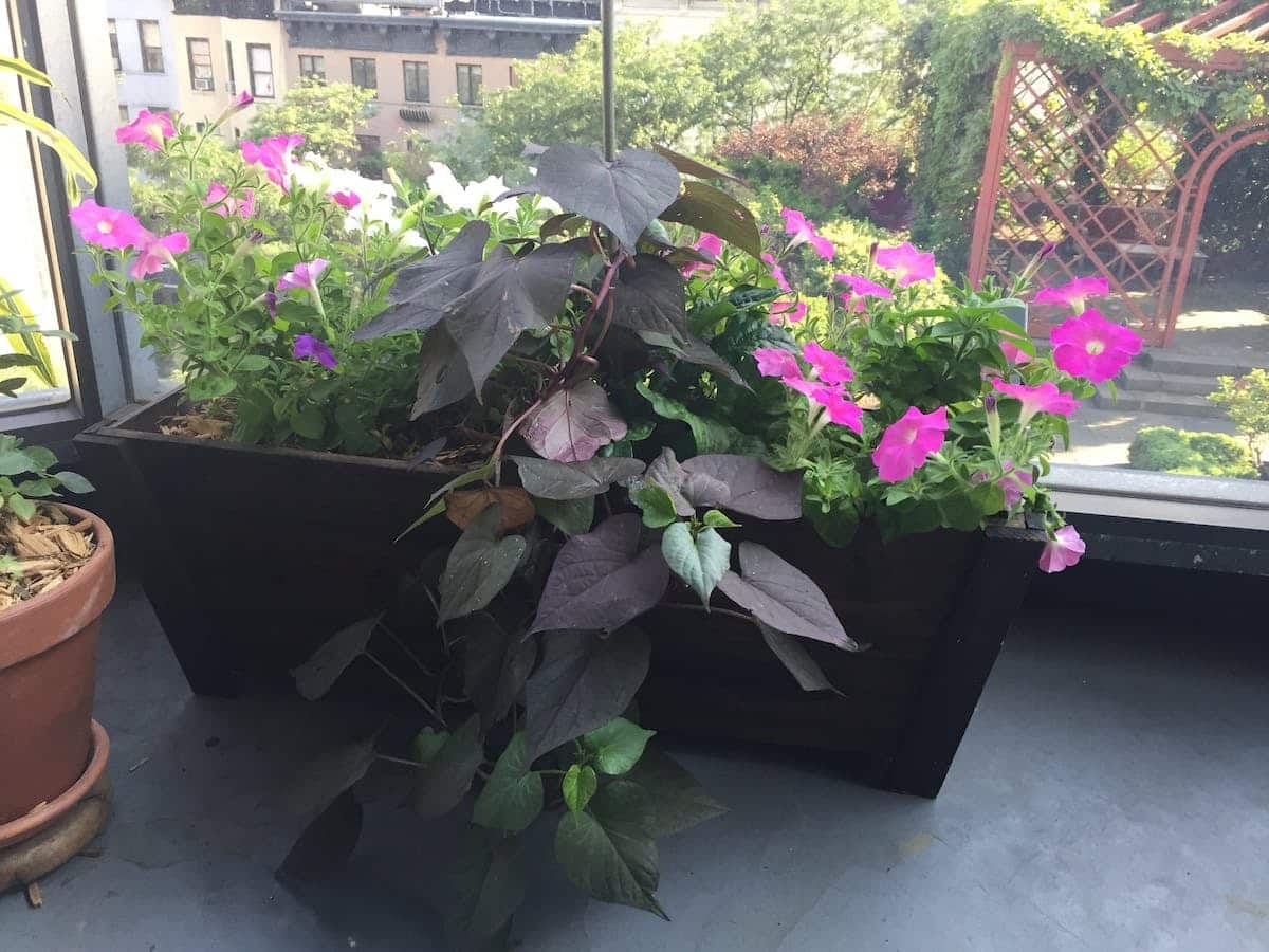 jardin terrasse