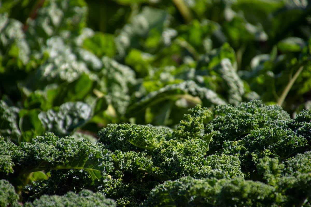 potager  naturel