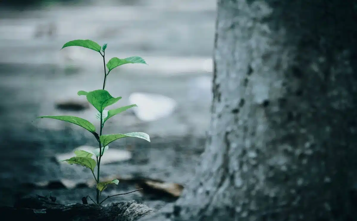 plantes environnement