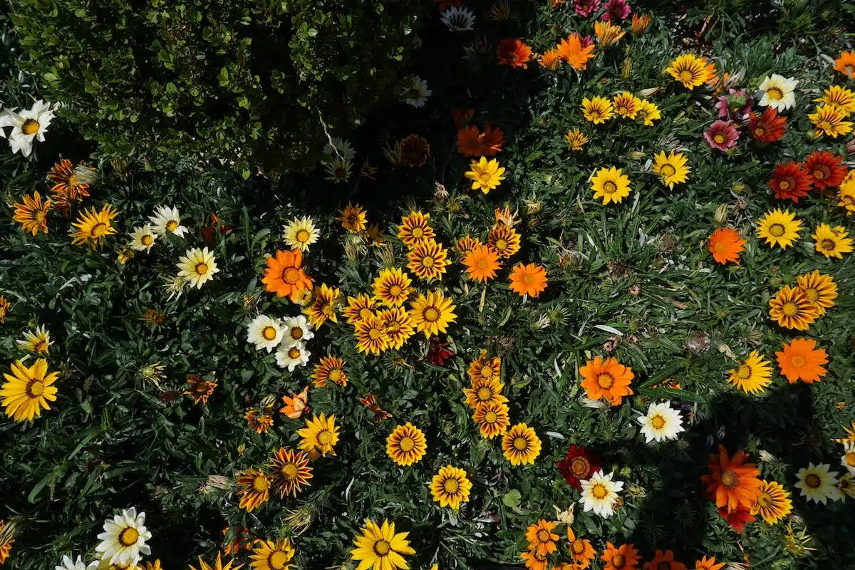 fleurs  jardin