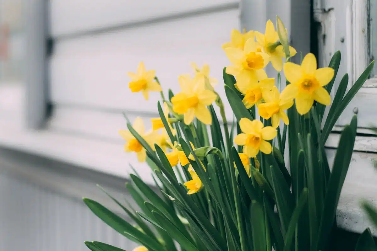 fleurs printemps