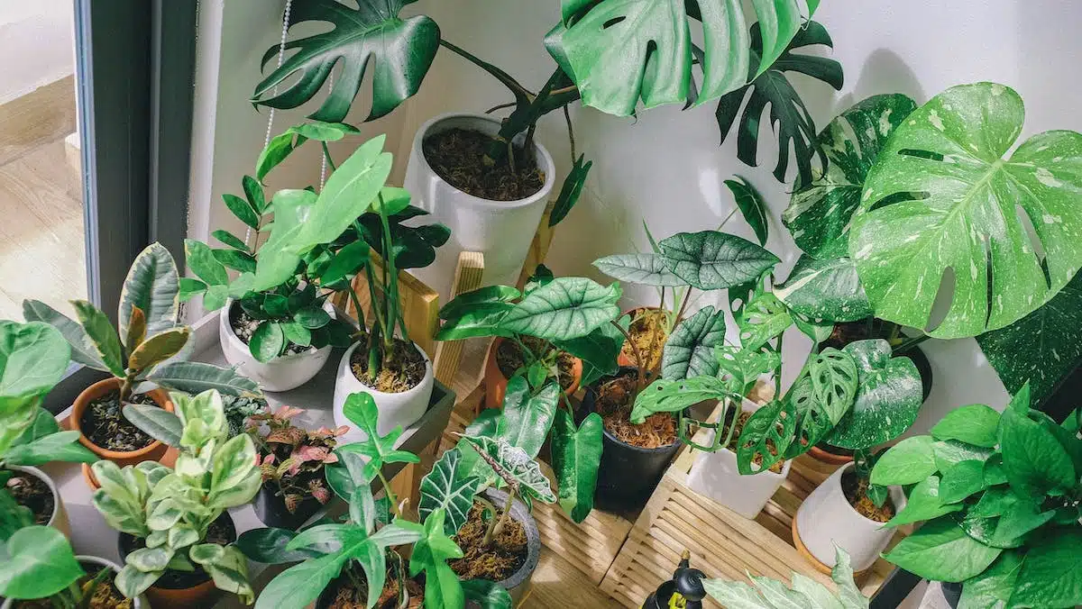 maison  plantes