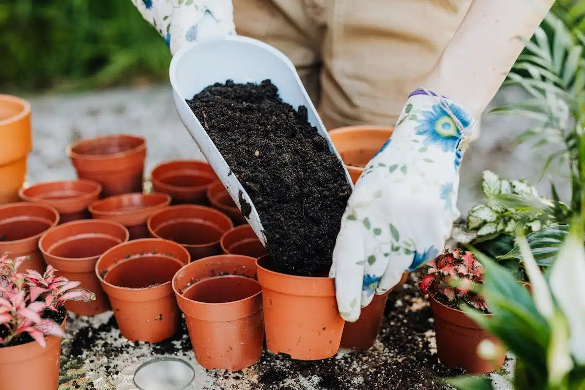 jardinage  pot