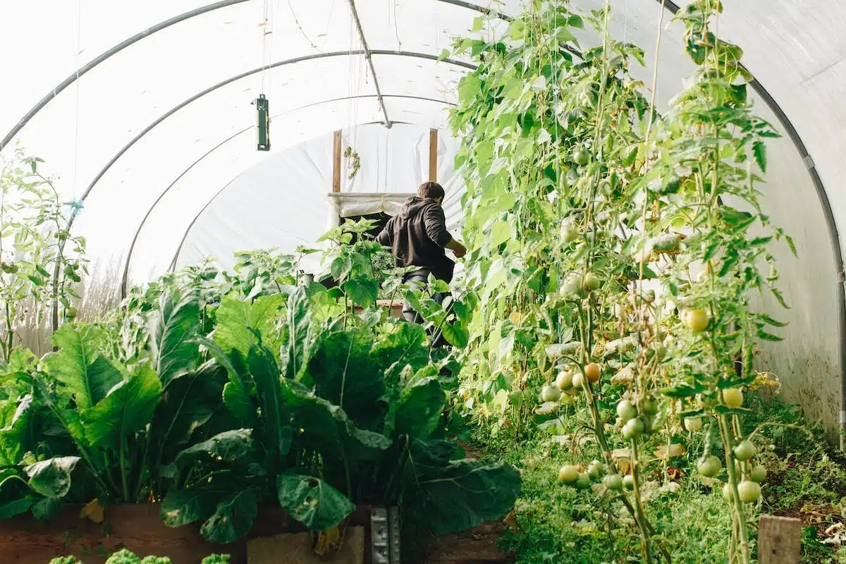 potager  biodiversité