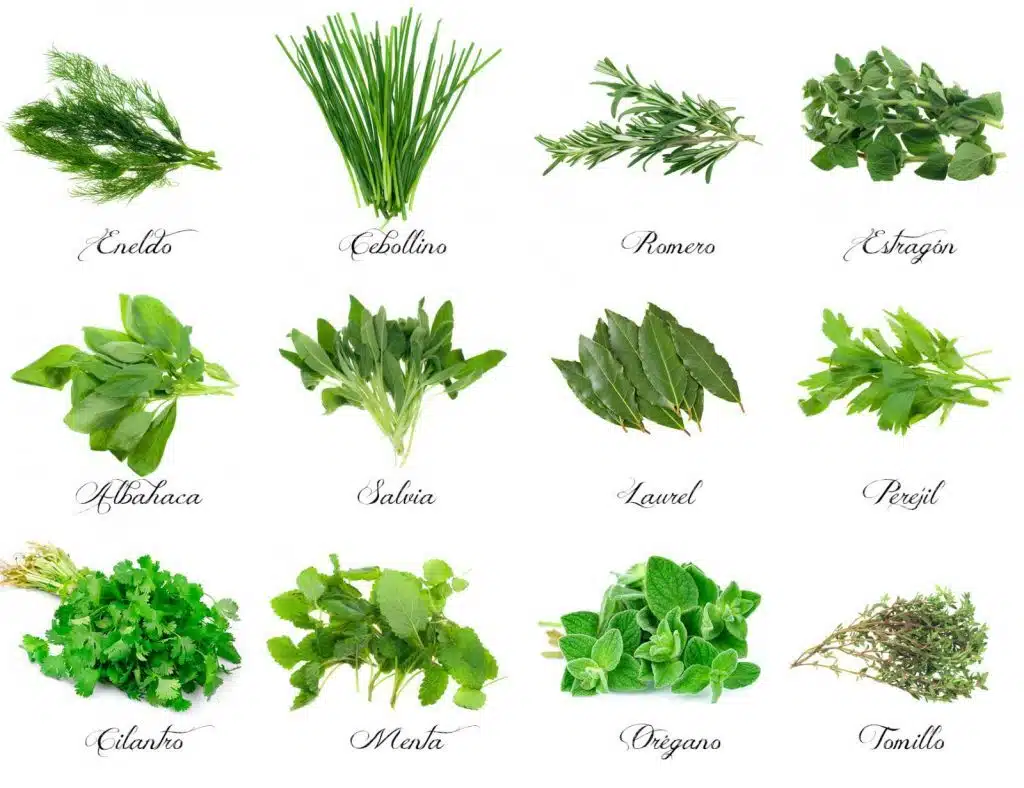 plantes aromatiques