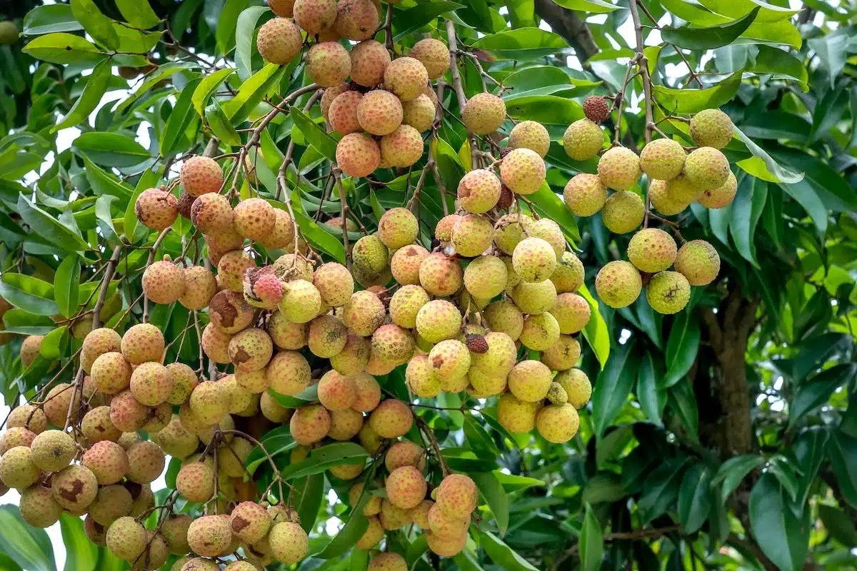 arbre fruitier