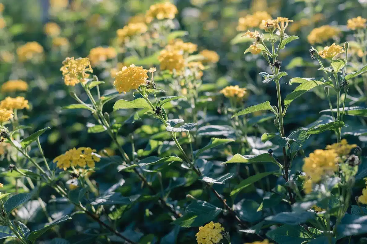 plantes  pollinisateurs