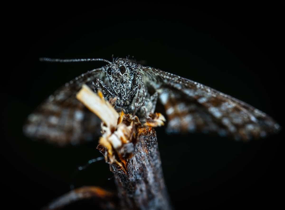 métamorphose mouche