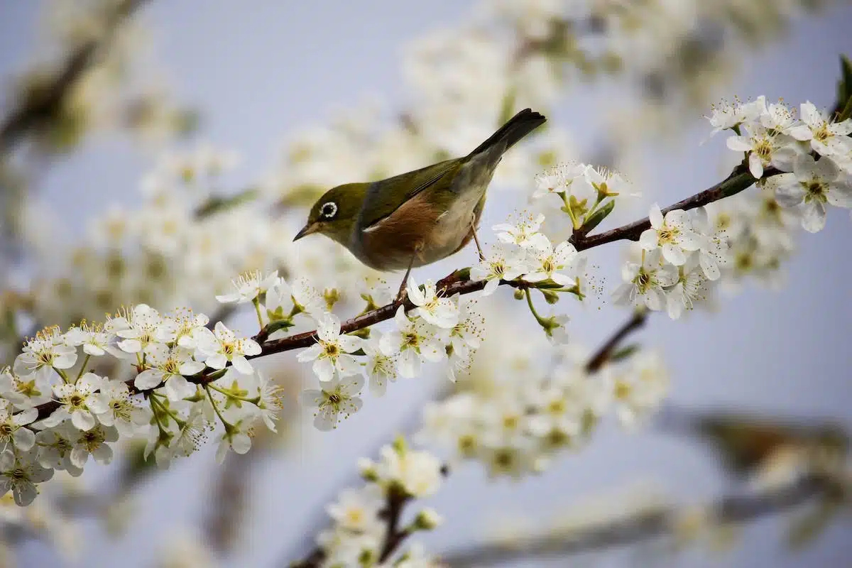 oiseaux jardin