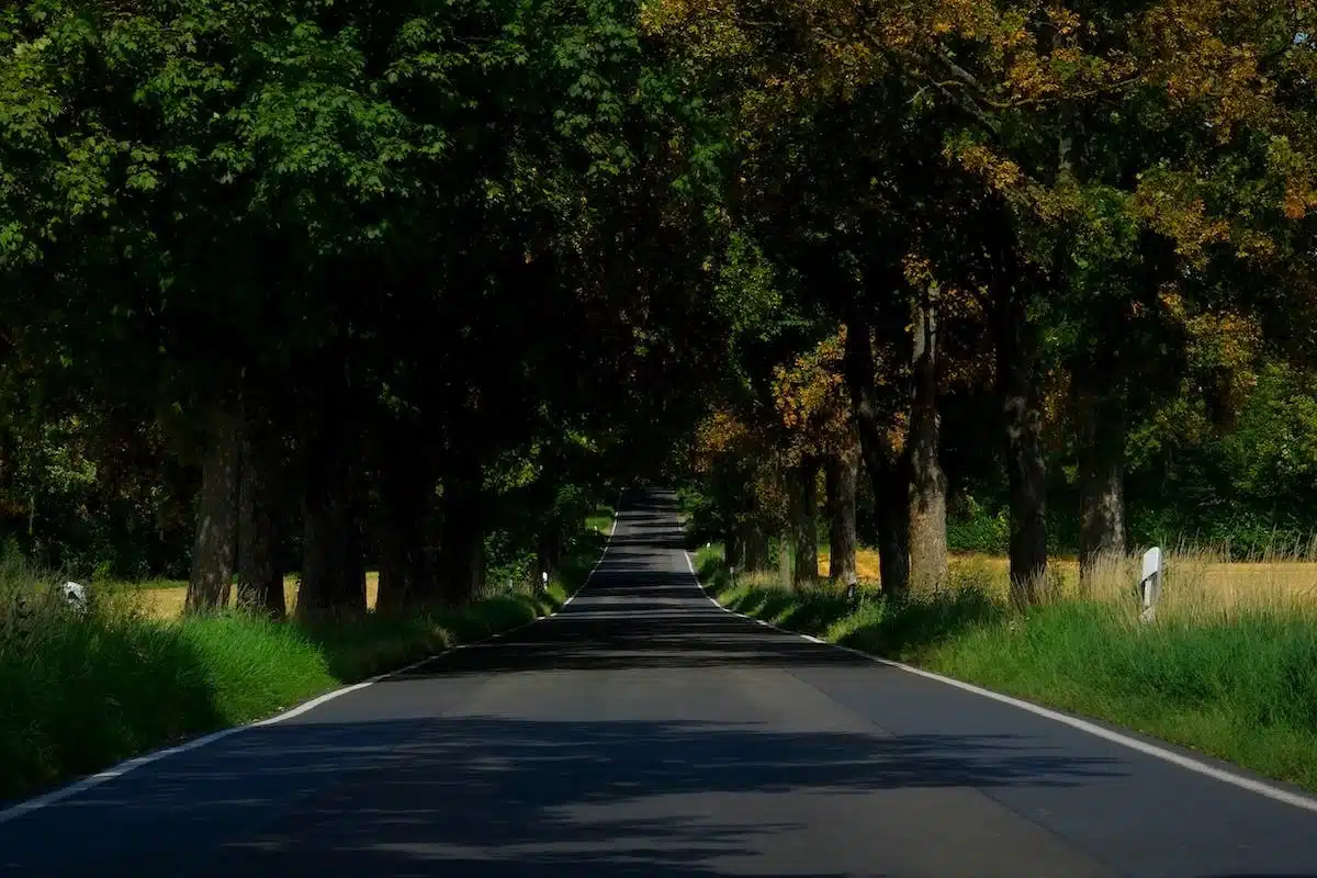 allée arborée