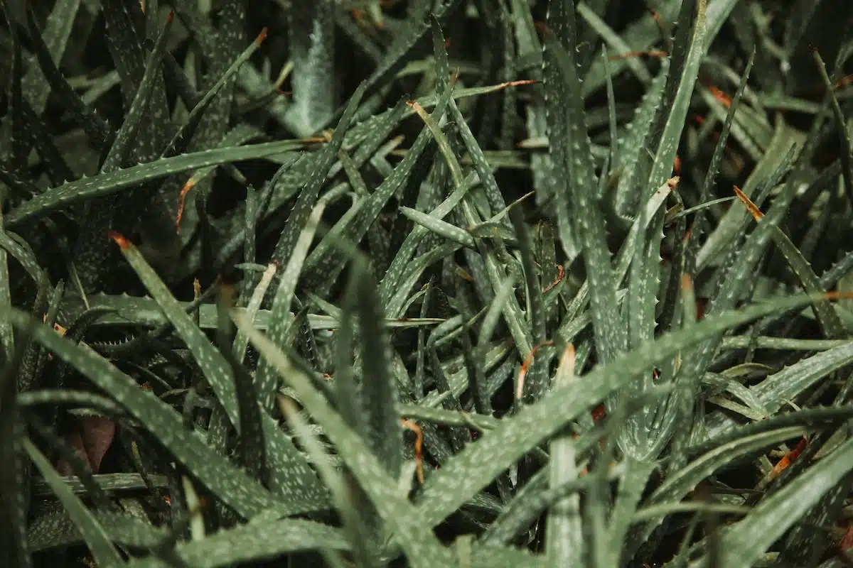 agave americana