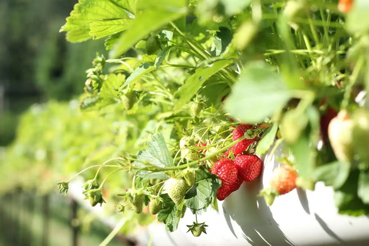 jardin comestible