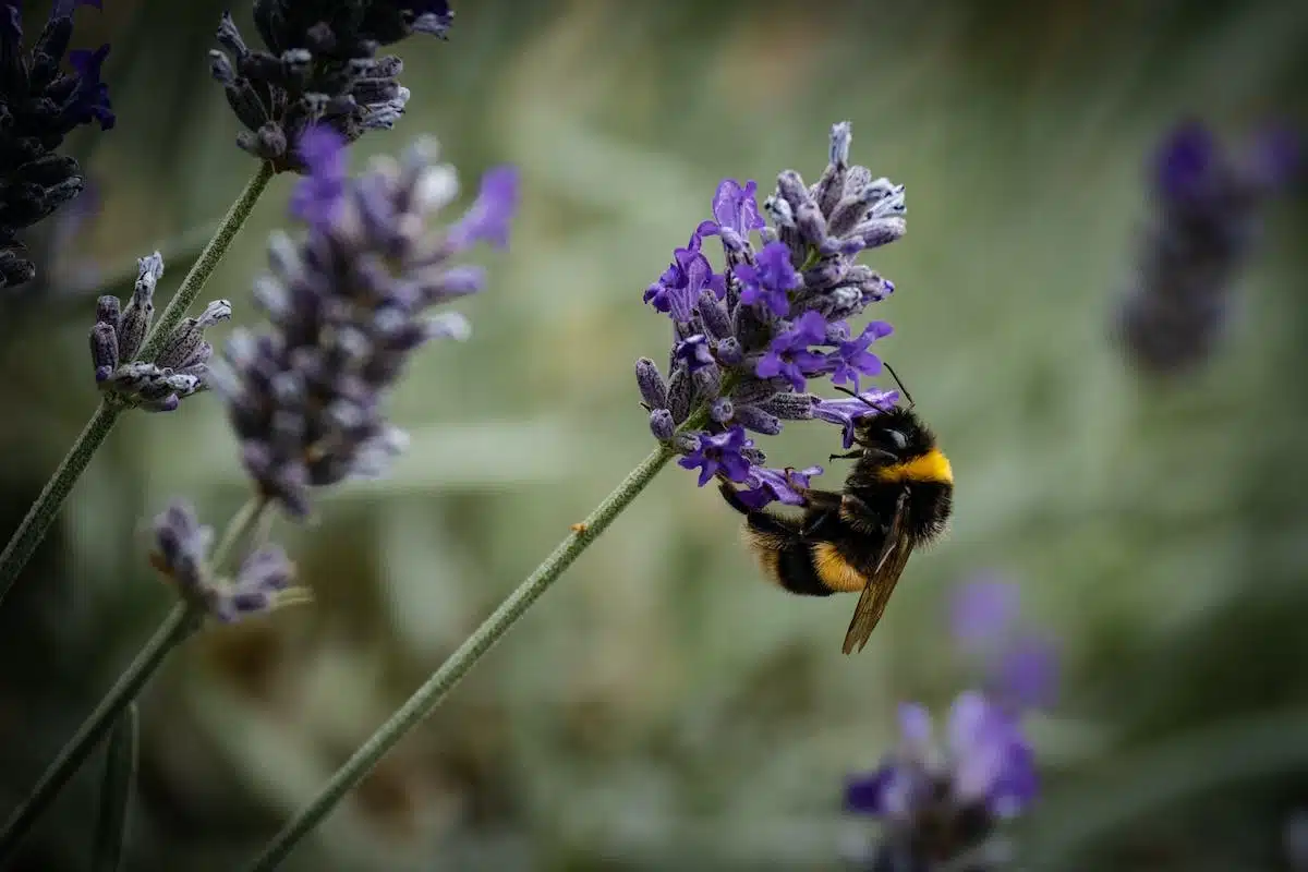 plantes pollinisateurs