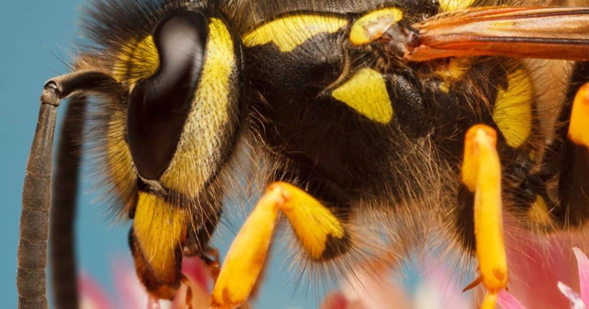 Quel produit pour tuer les frelons ?