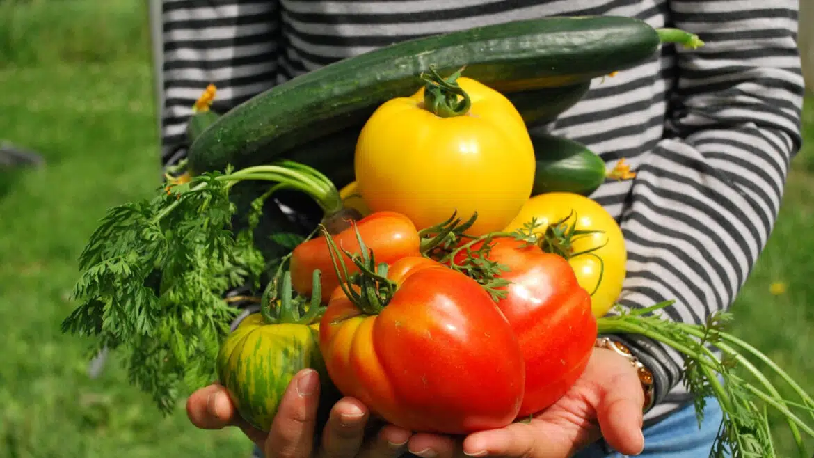 Comment bien choisir ses engrais bio pour son potager ?