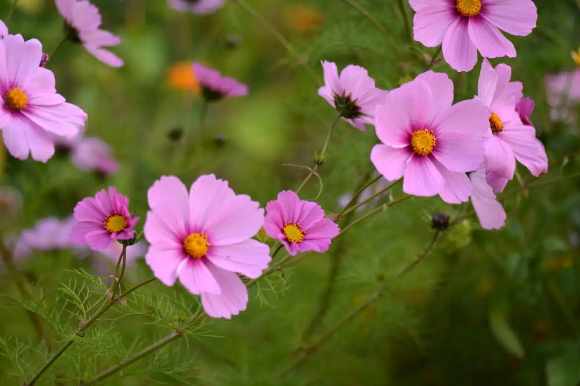 fleurs d'été jardin