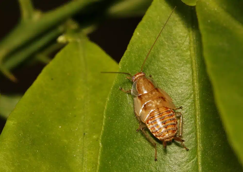 Cafard de jardin (ou blatte de jardin) comment s'en débarrasser