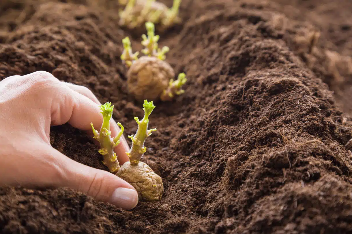 planter pommes de terre 