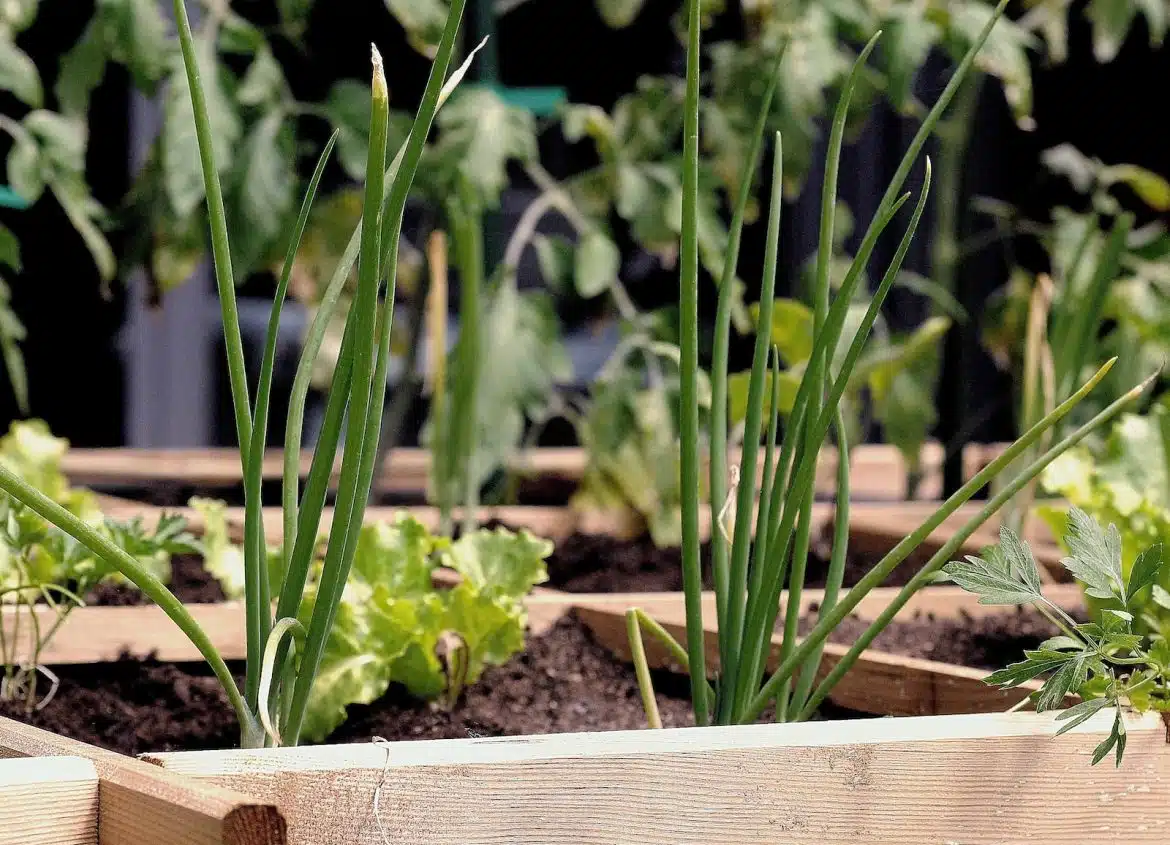 green plant on brown wooden pot