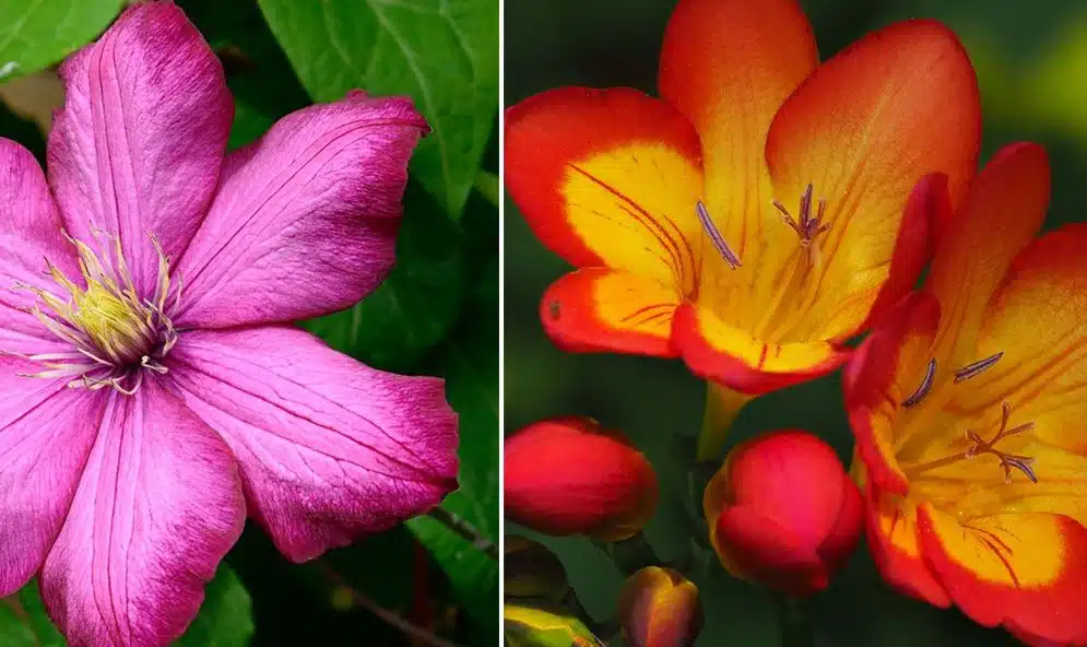 fleurs d'été jardin