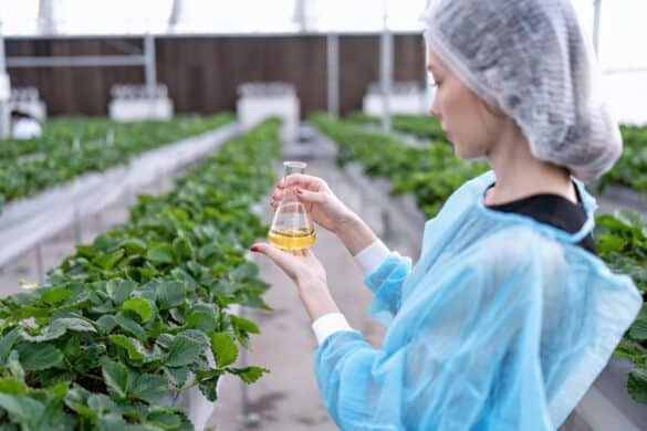 Conseils : Feuilles de tomate qui se recroquevillent