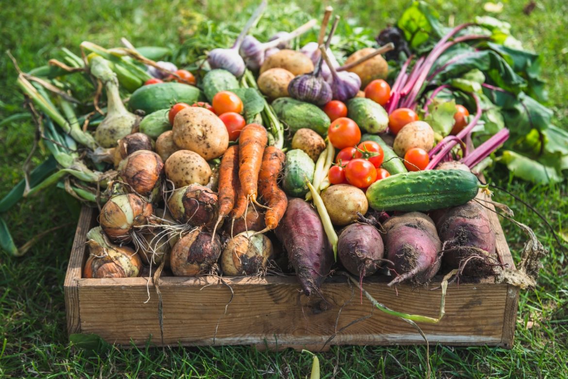 Les Légumes Dété Pour Un Potager