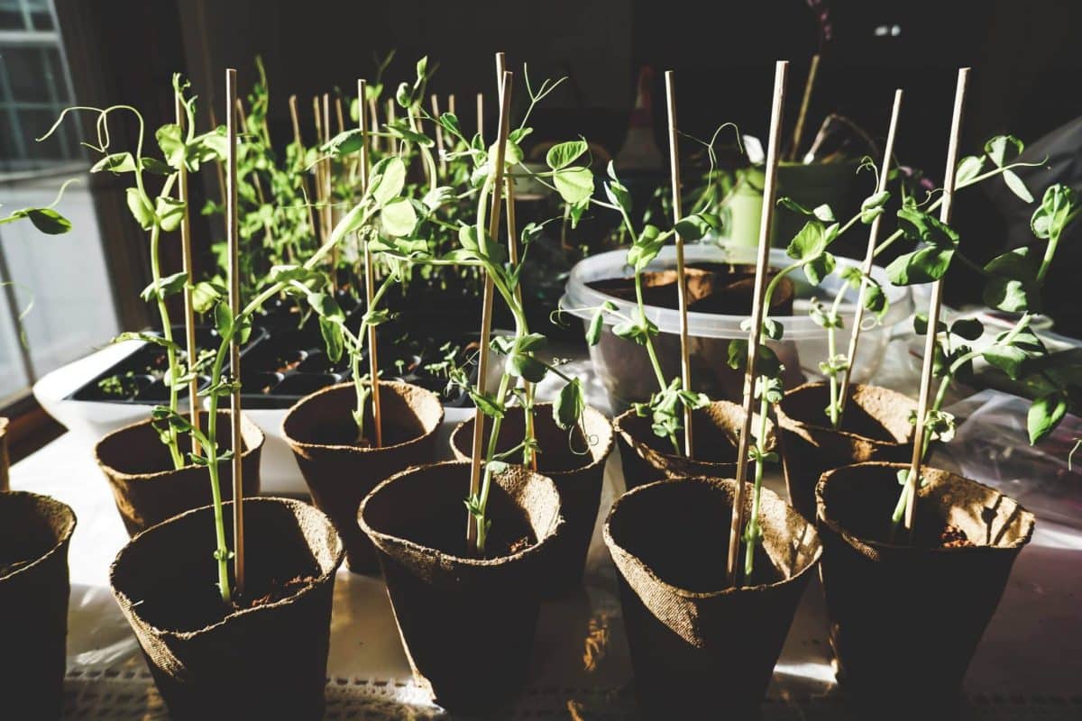 planter des légumes 