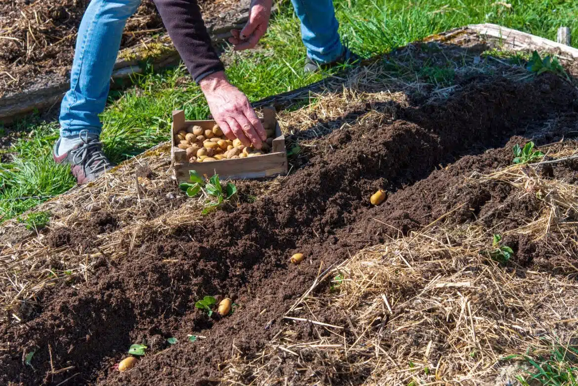 planter pommes de terre