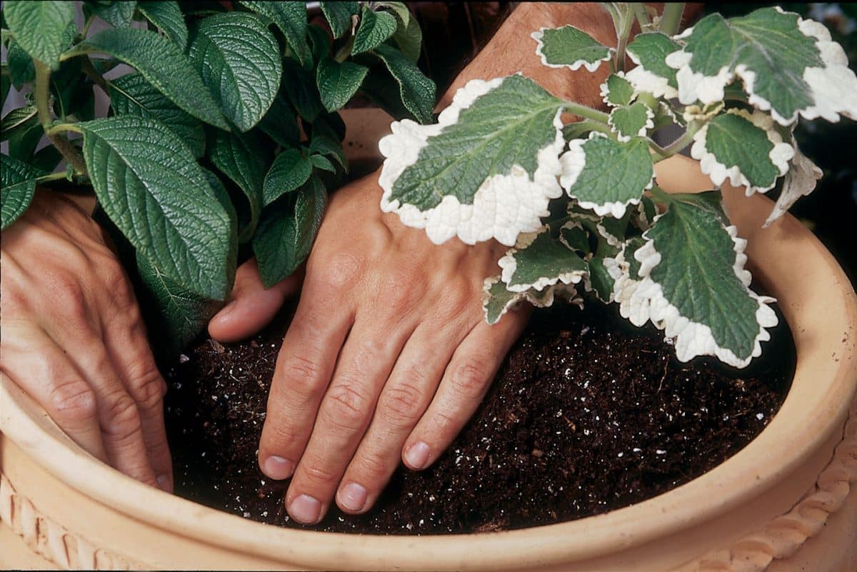 cultiver des fleurs en pot   